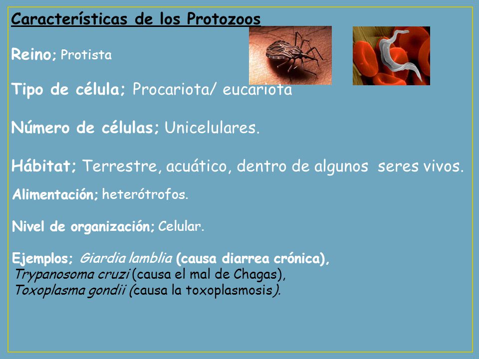 protozoos numero de celulas